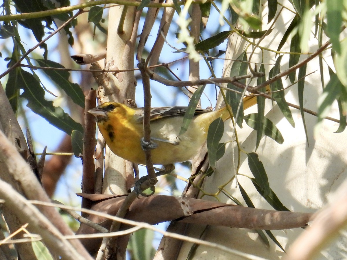 Bullock's Oriole - ML646148496