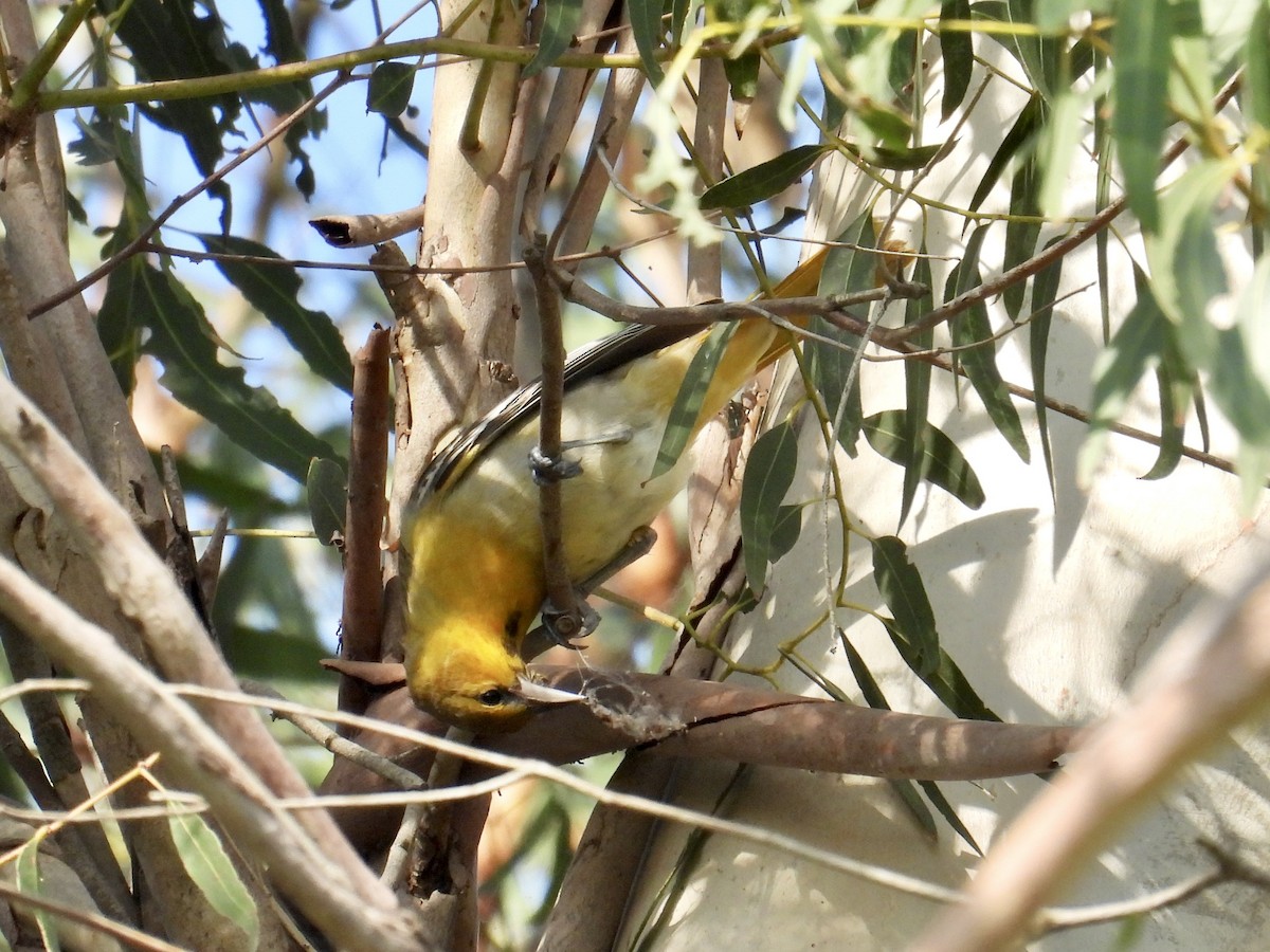 Bullock's Oriole - ML646148497