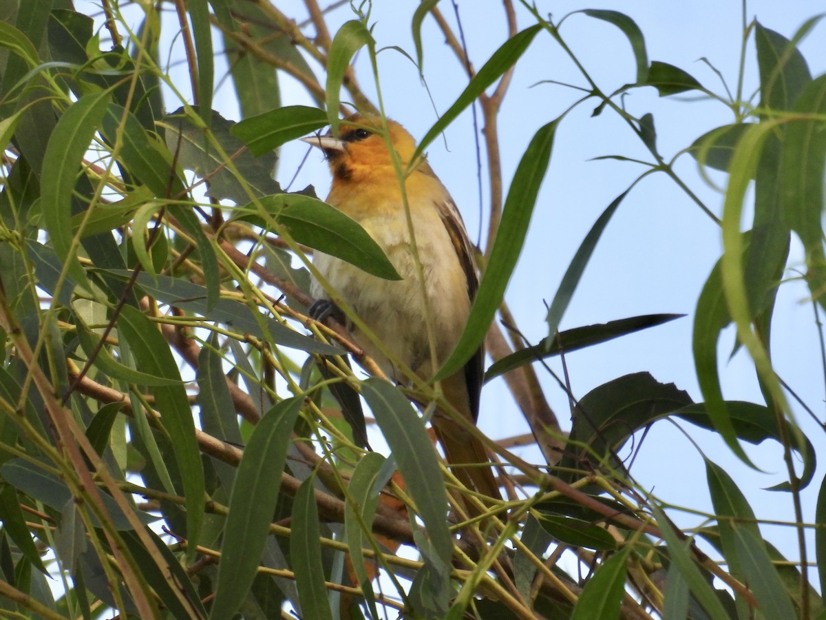 Bullock's Oriole - ML646148498
