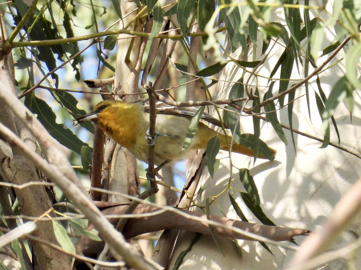 Bullock's Oriole - ML646148499