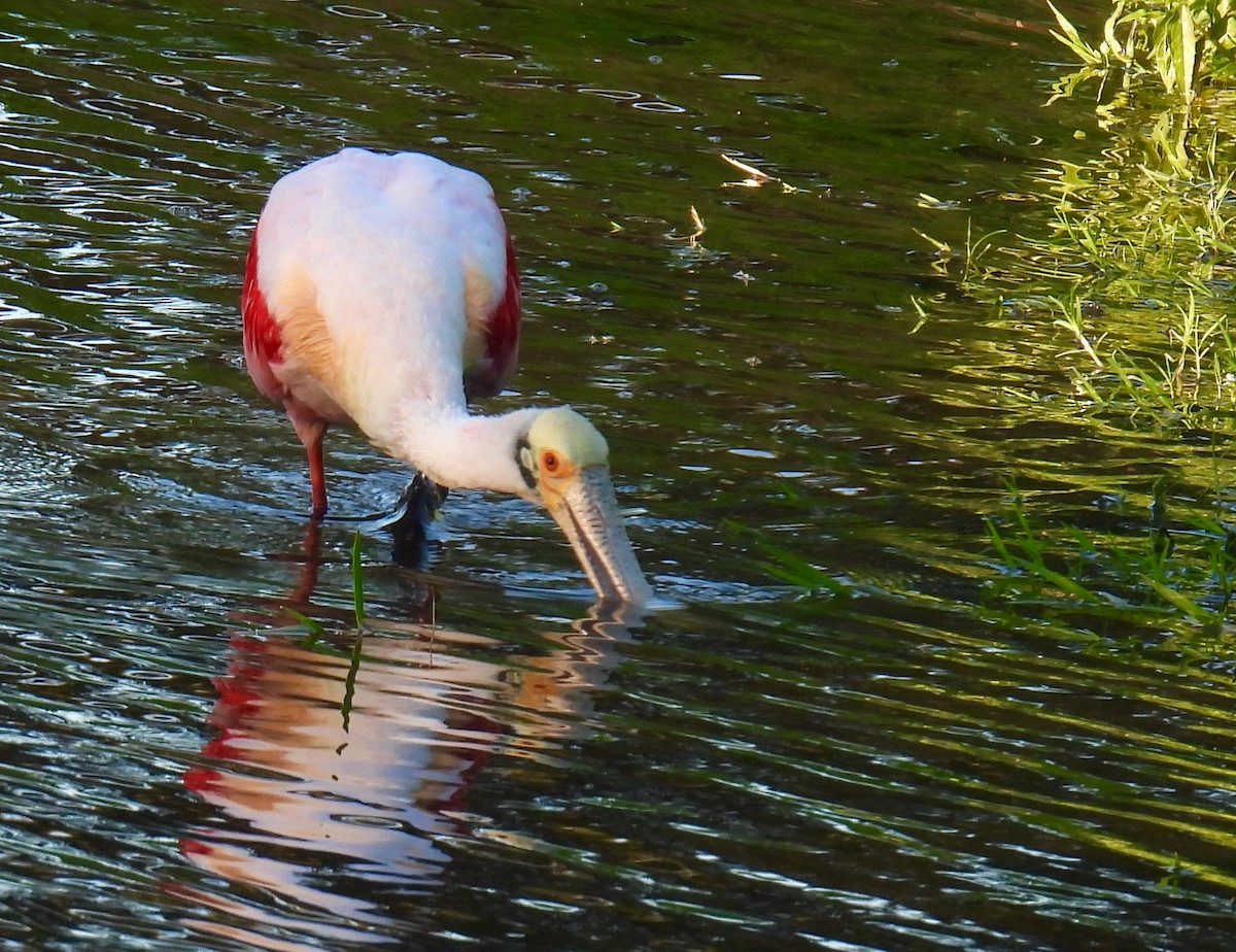 Roseate Spoonbill - ML646148500