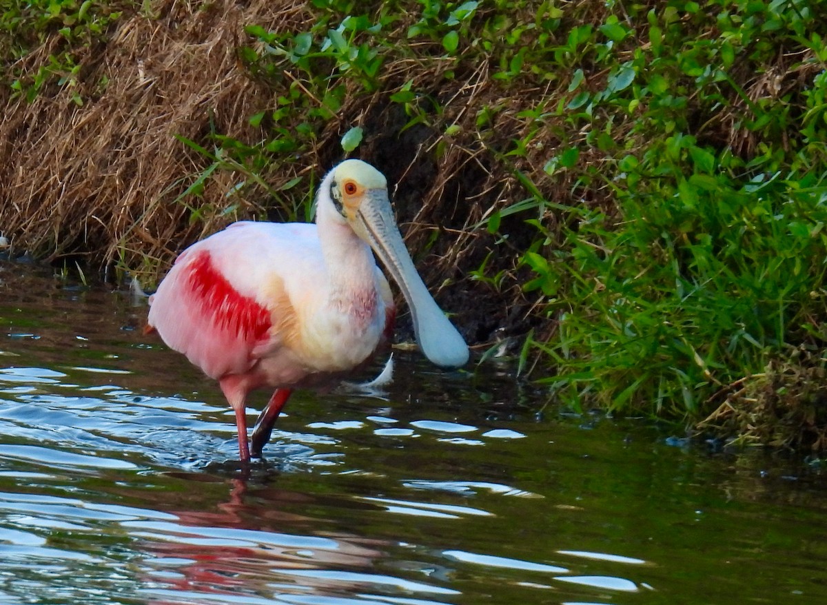 Roseate Spoonbill - ML646148501