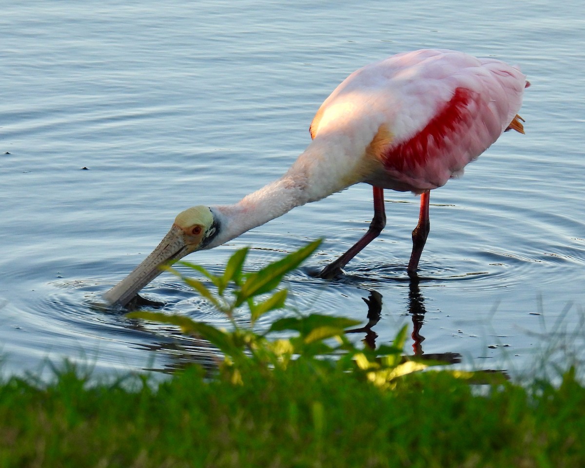 Roseate Spoonbill - ML646148502