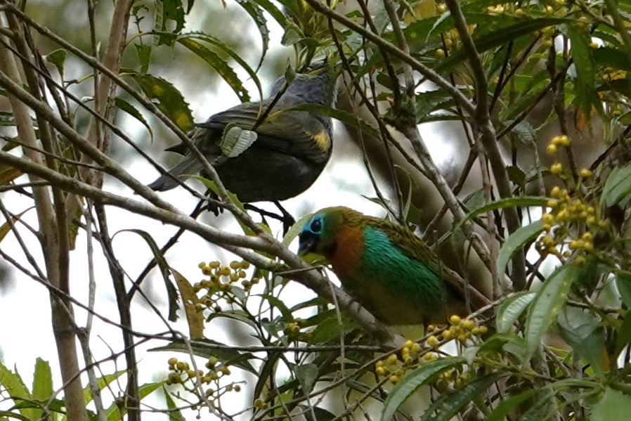 Brassy-breasted Tanager - ML646148509