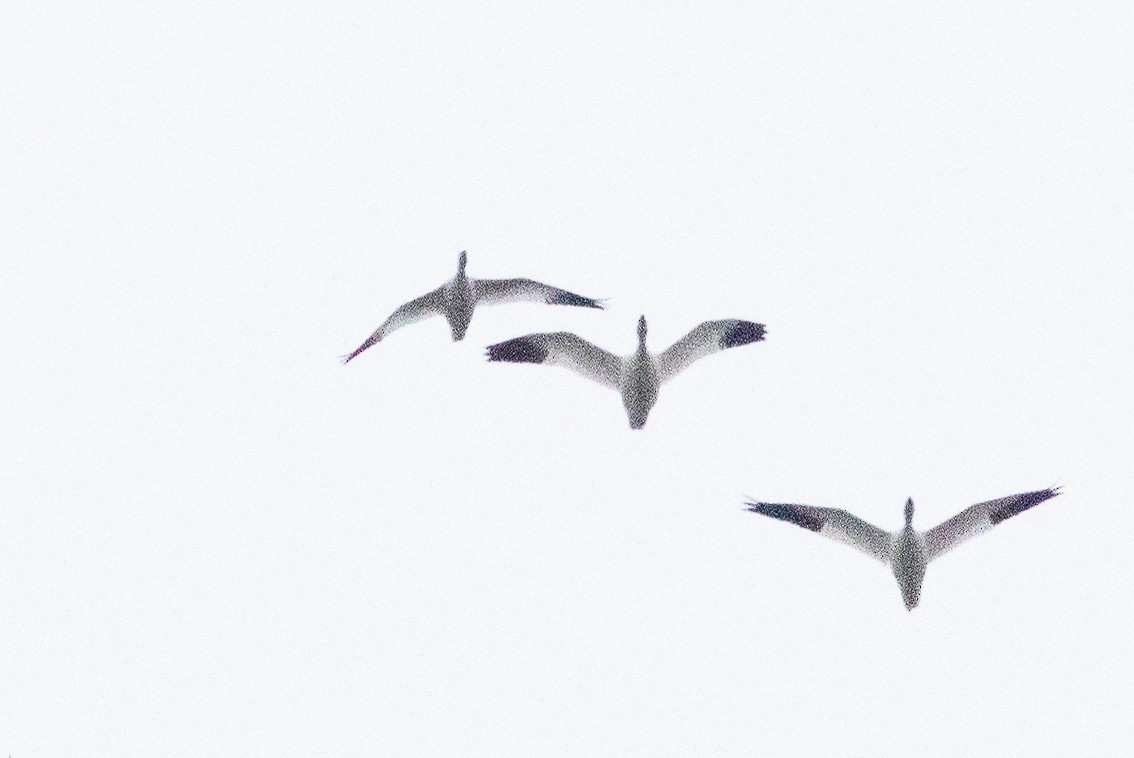 Ross's Goose - ML646148511