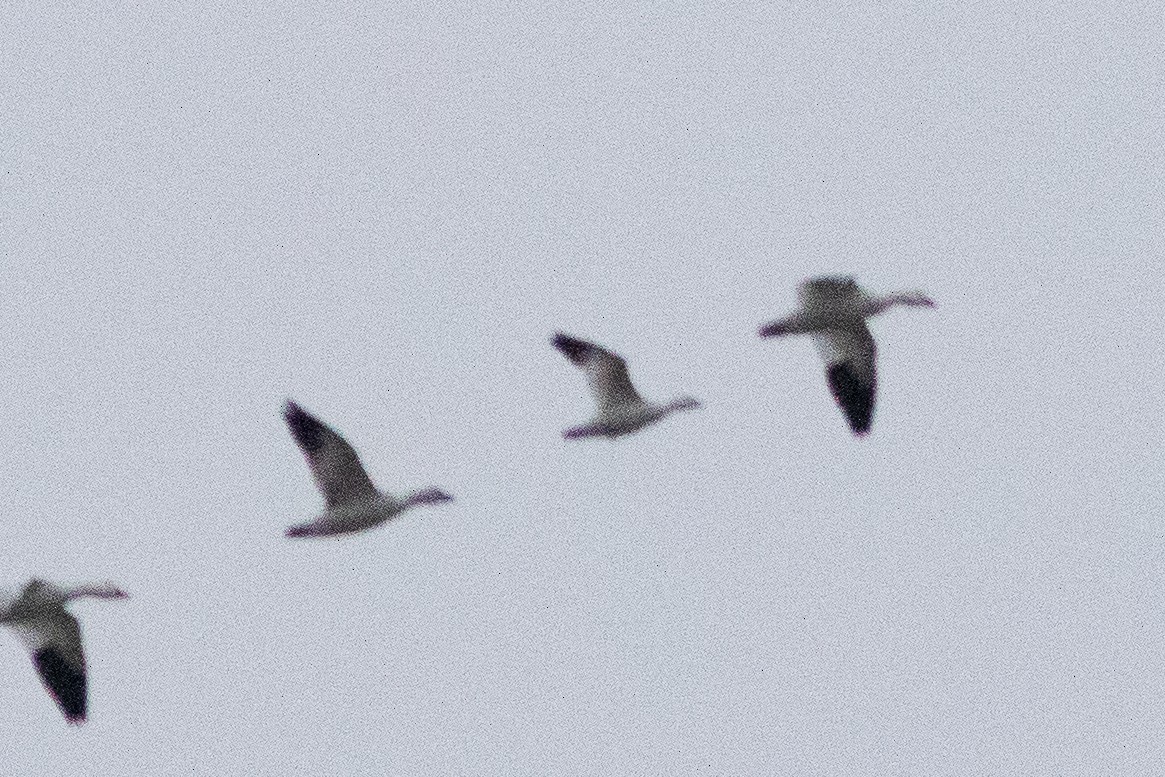 Ross's Goose - ML646148512