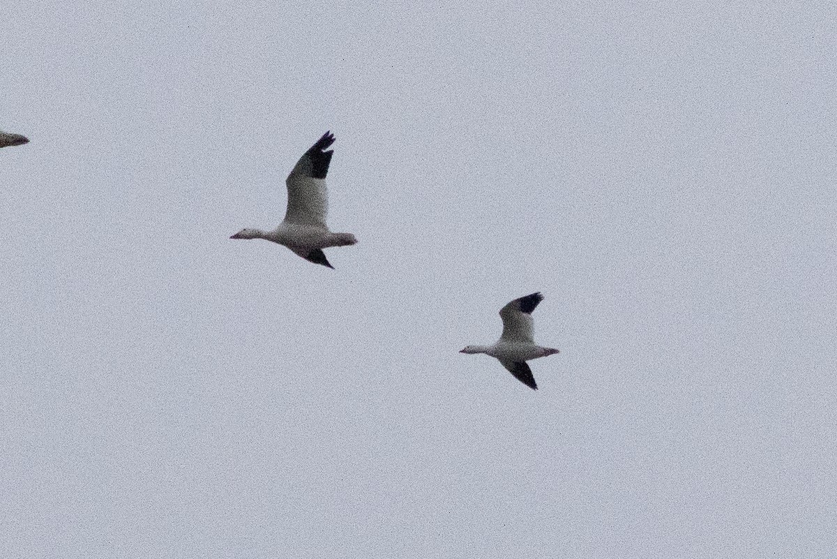 Ross's Goose - ML646148515