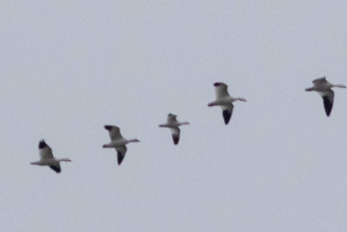 Ross's Goose - ML646148516