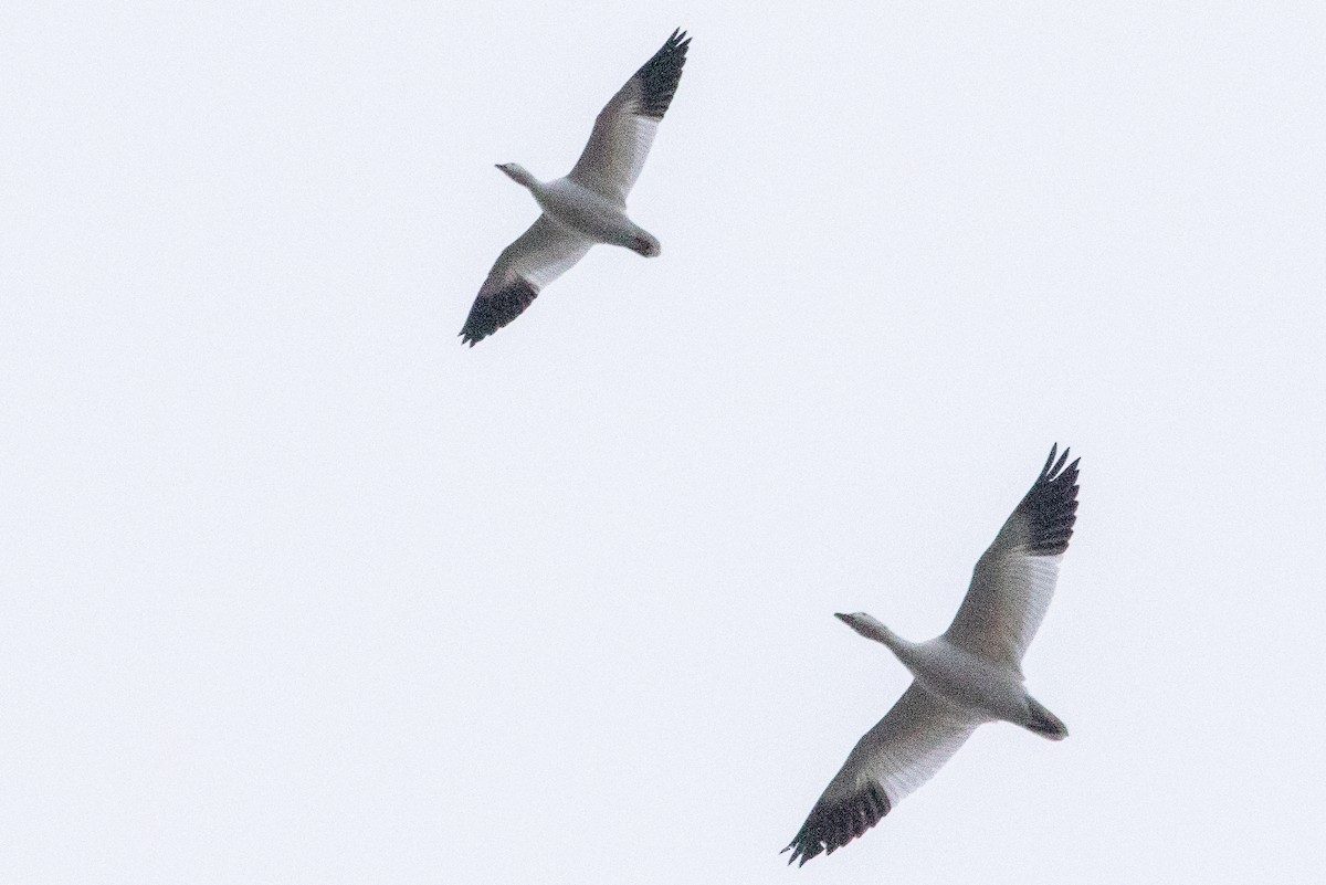 Ross's Goose - ML646148517