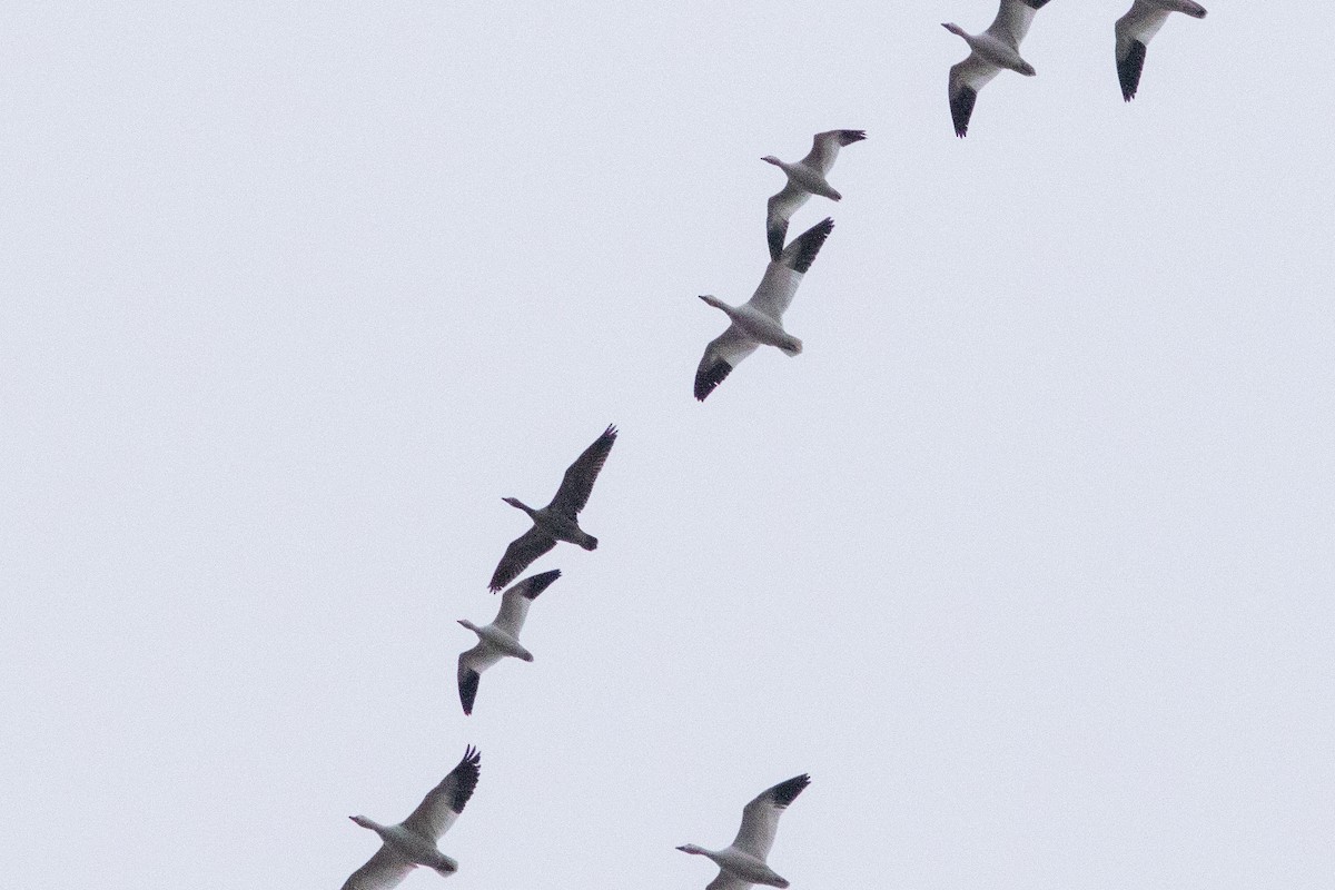 Ross's Goose - ML646148518