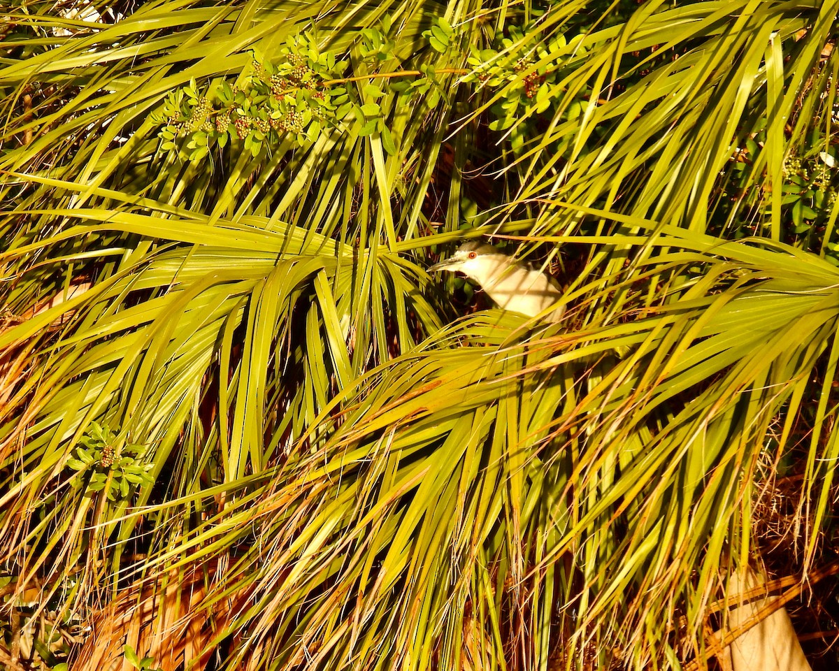 Black-crowned Night Heron - ML646148521