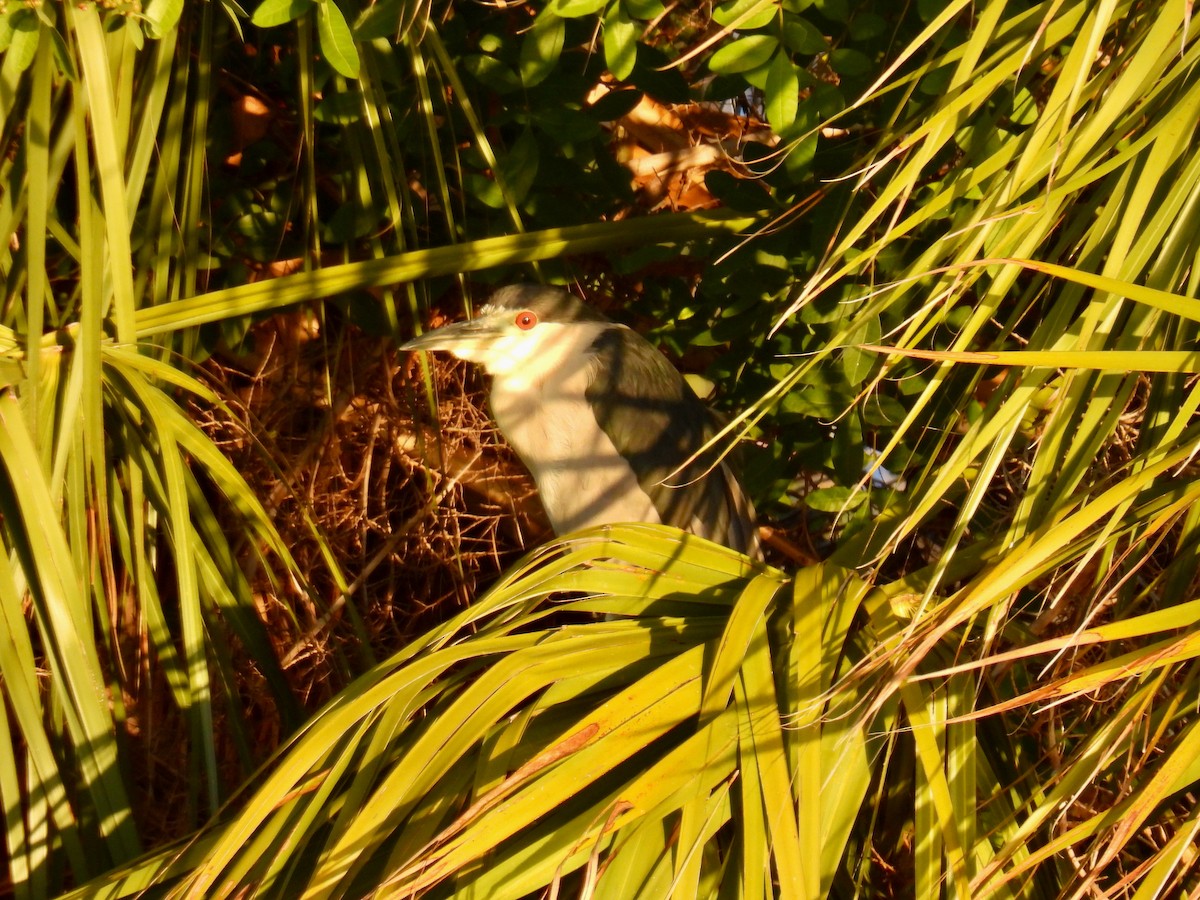 Black-crowned Night Heron - ML646148523