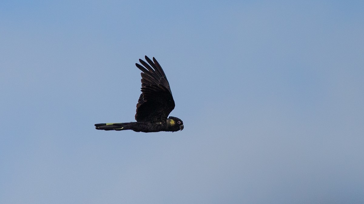 Yellow-tailed Black-Cockatoo - ML646148525