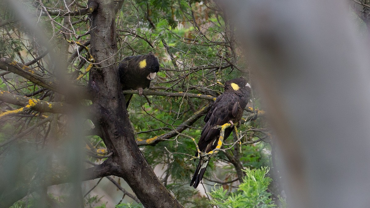 Yellow-tailed Black-Cockatoo - ML646148526