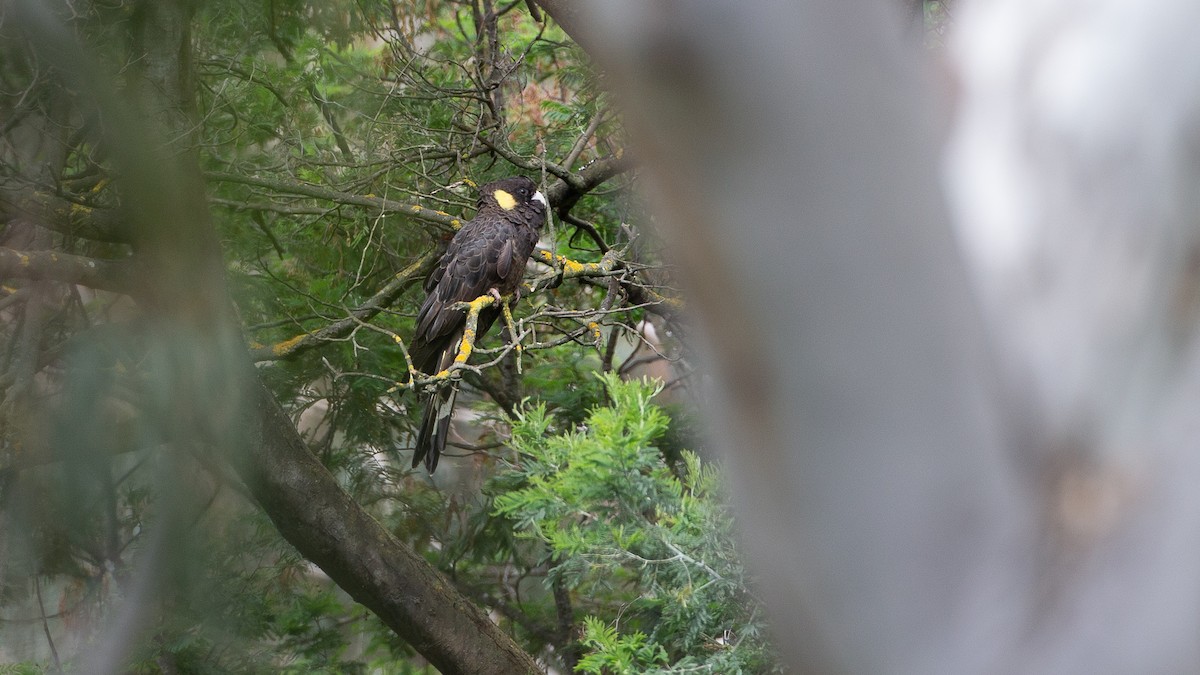 Yellow-tailed Black-Cockatoo - ML646148527