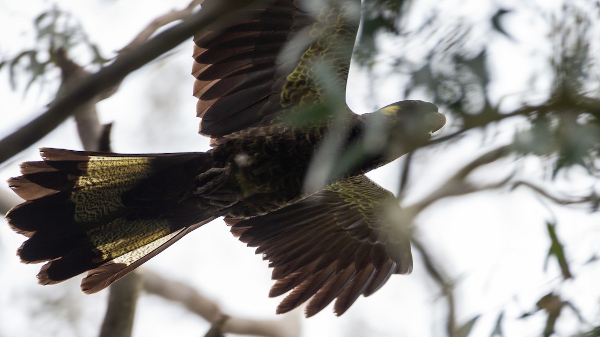 Yellow-tailed Black-Cockatoo - ML646148528