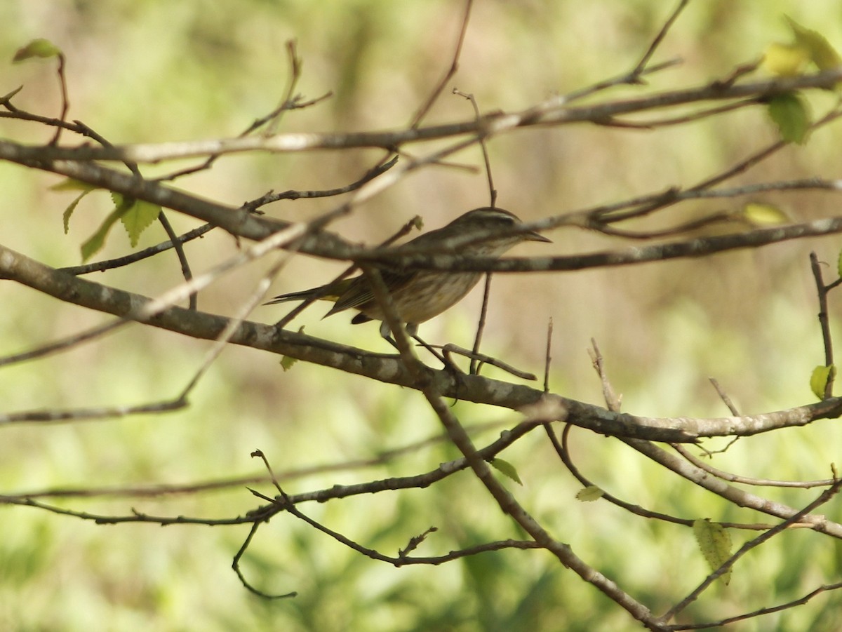 Yellow-rumped Warbler - ML646148531