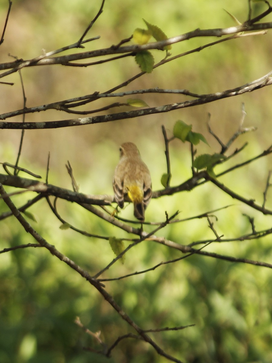 Yellow-rumped Warbler - ML646148532
