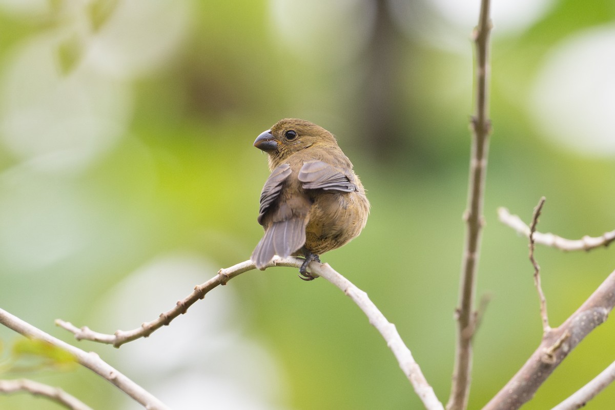Variable Seedeater - ML646148534