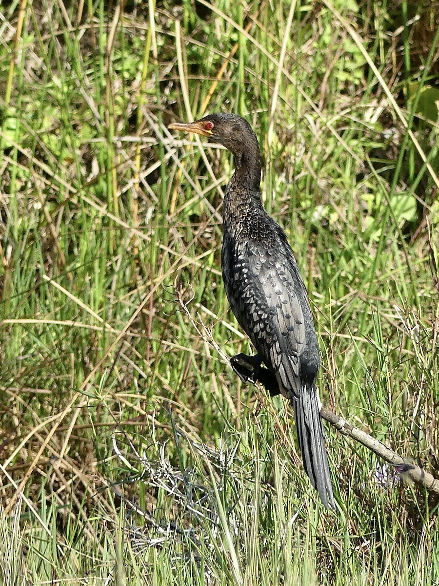 Riedscharbe - ML646148536