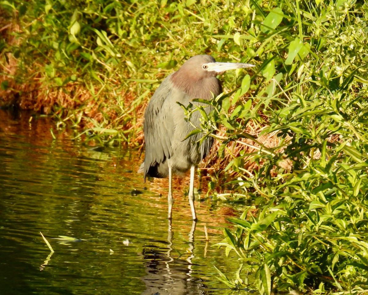Little Blue Heron - ML646148544