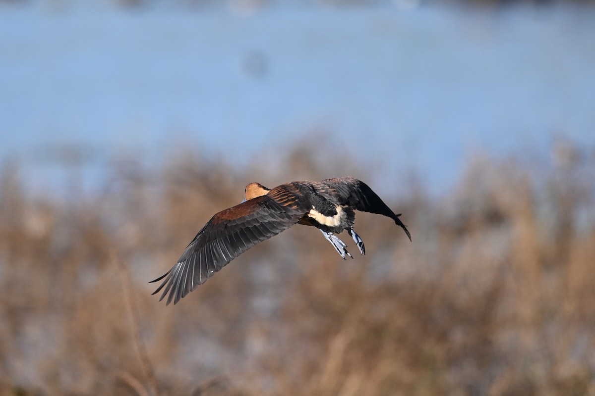 Fulvous Whistling-Duck - ML646148545