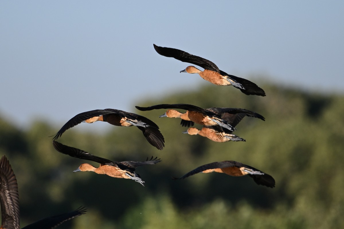 Fulvous Whistling-Duck - ML646148546