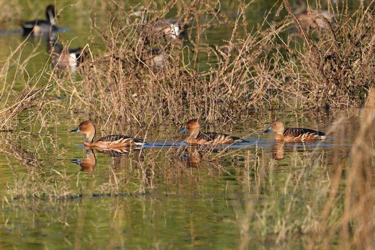 Fulvous Whistling-Duck - ML646148547