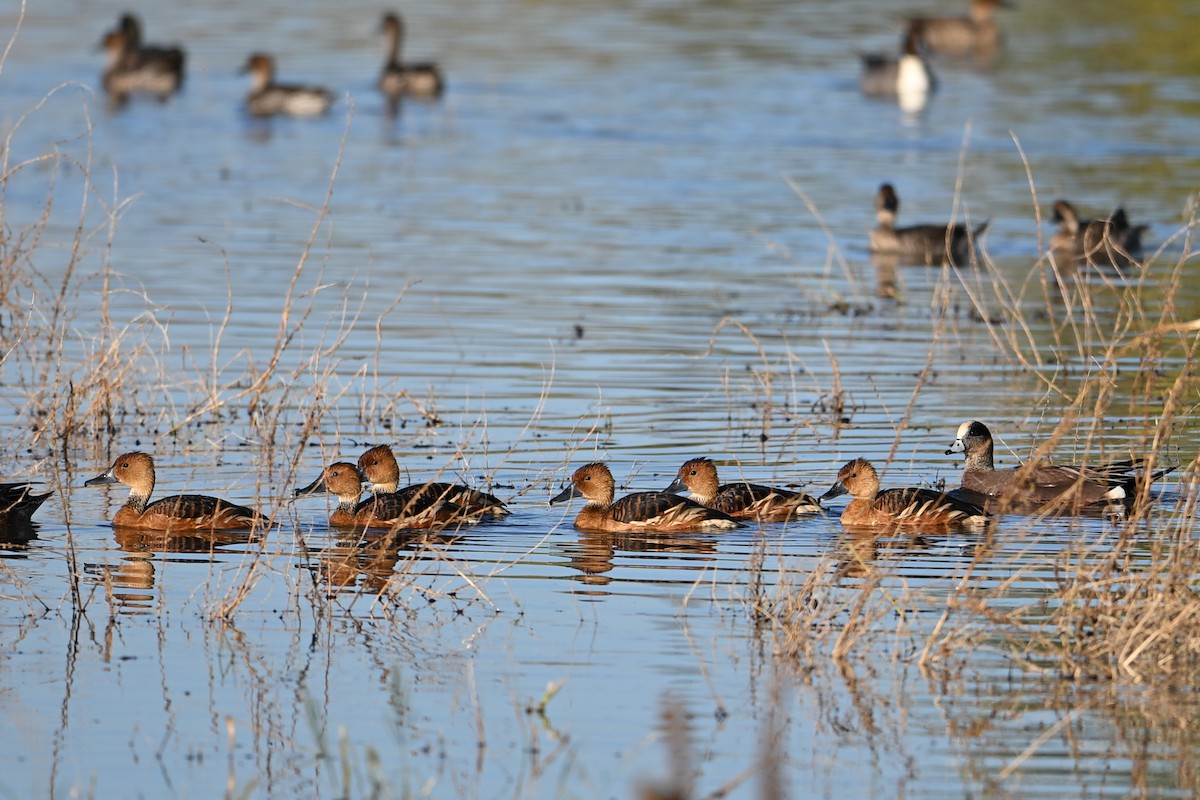 Fulvous Whistling-Duck - ML646148548