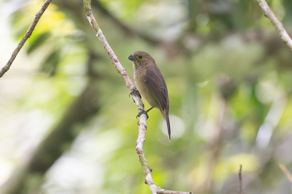 Variable Seedeater - ML646148563