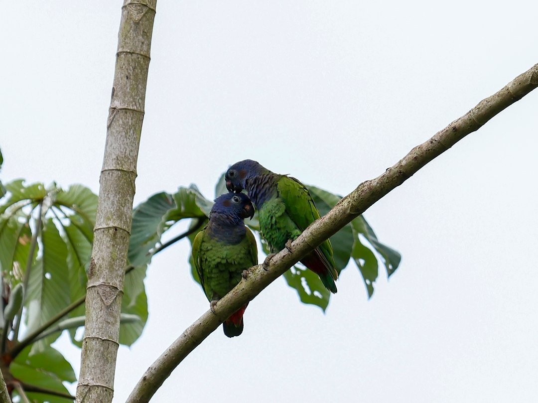 Blue-headed Parrot (Blue-headed) - ML646148570