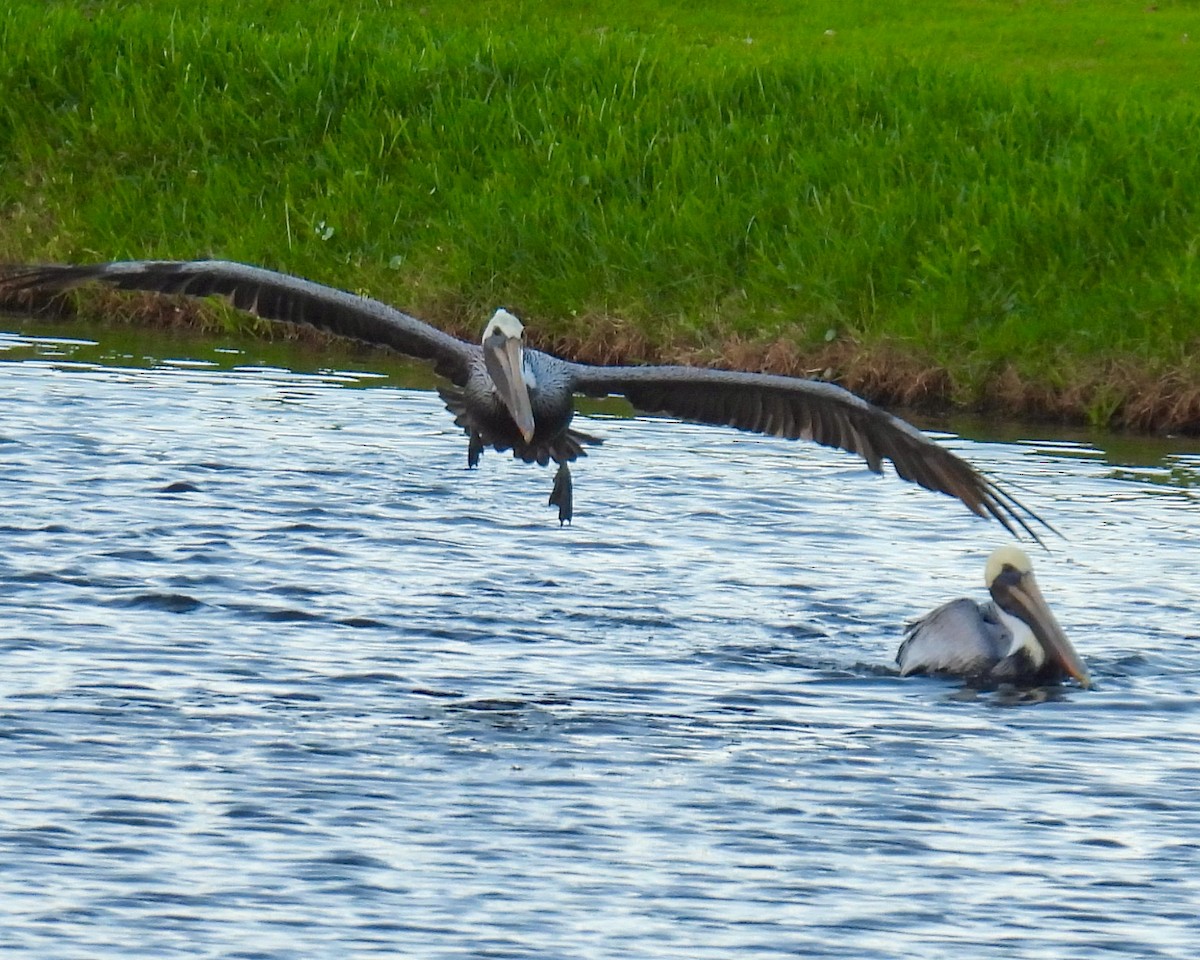 Brown Pelican - ML646148579