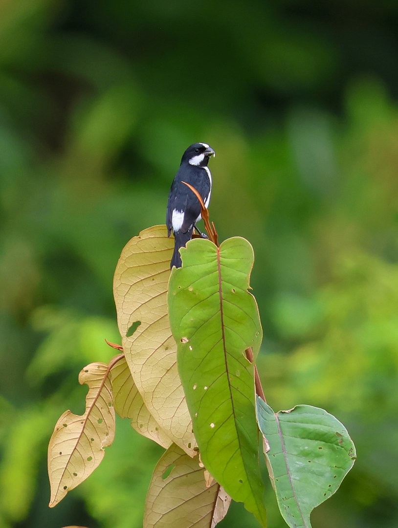 Lined Seedeater - ML646148581