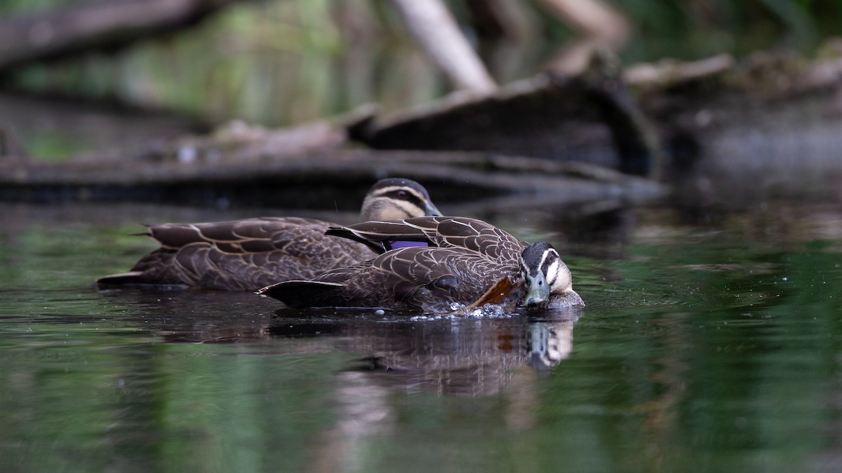 Pacific Black Duck - ML646148586