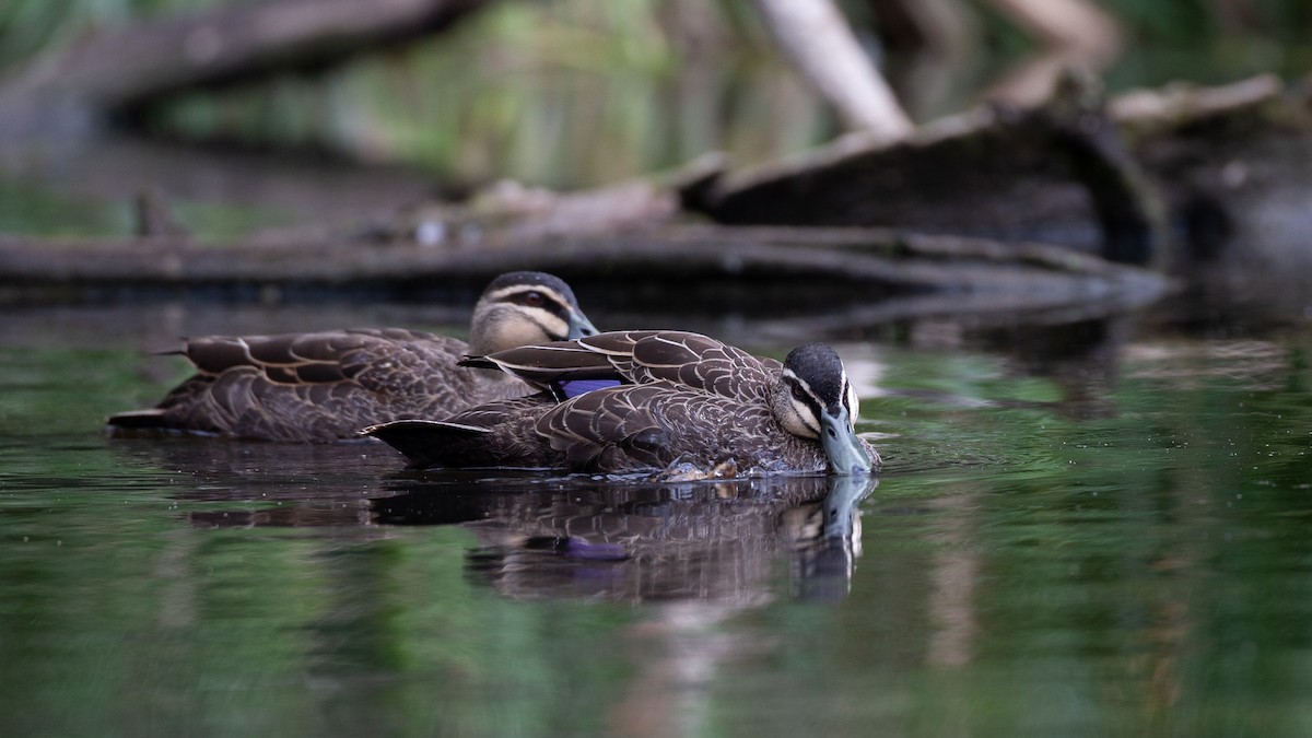 Pacific Black Duck - ML646148587