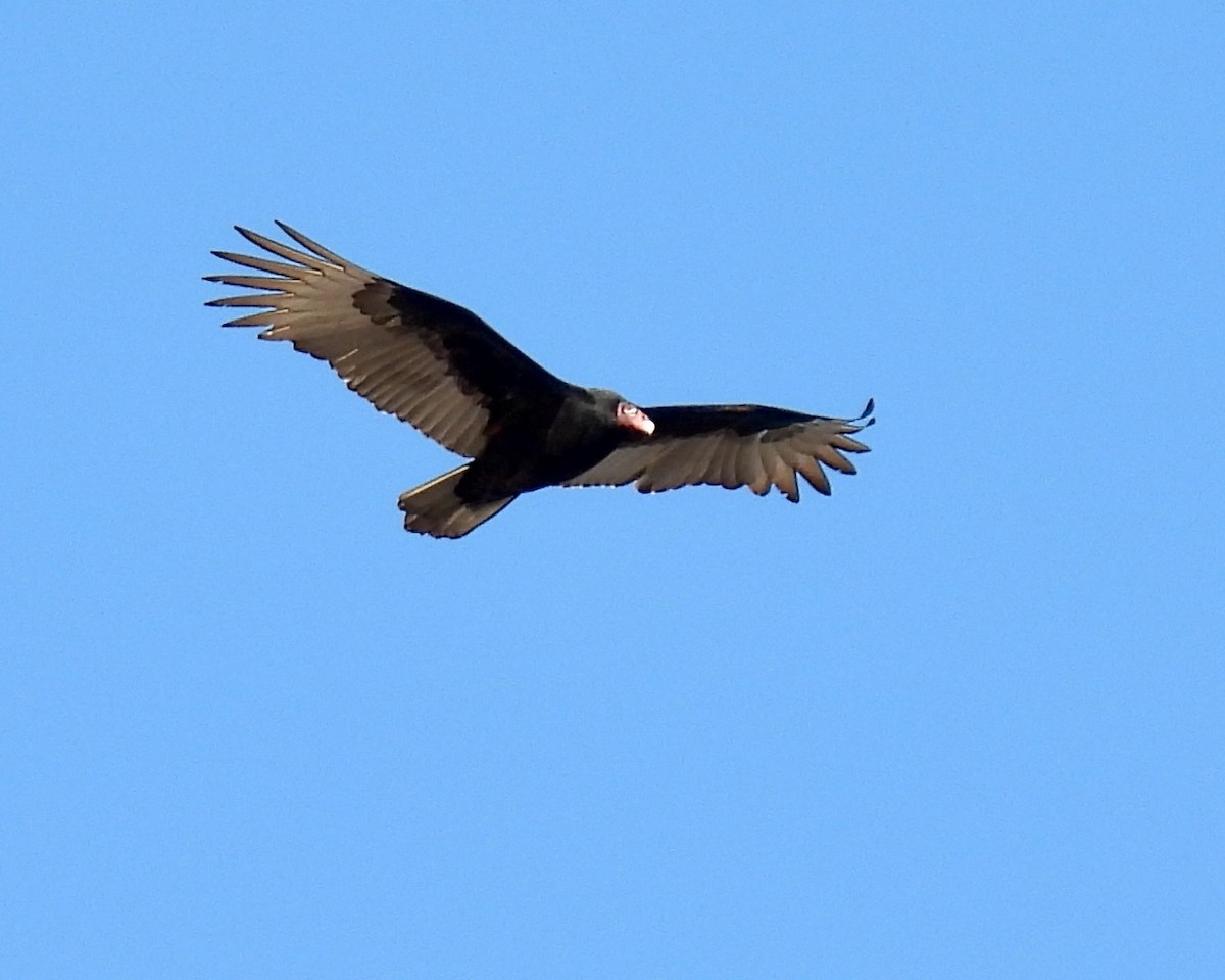 Turkey Vulture - ML646148593