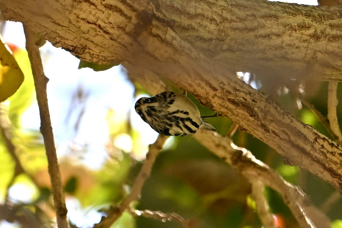 Black-and-white Warbler - ML646148594