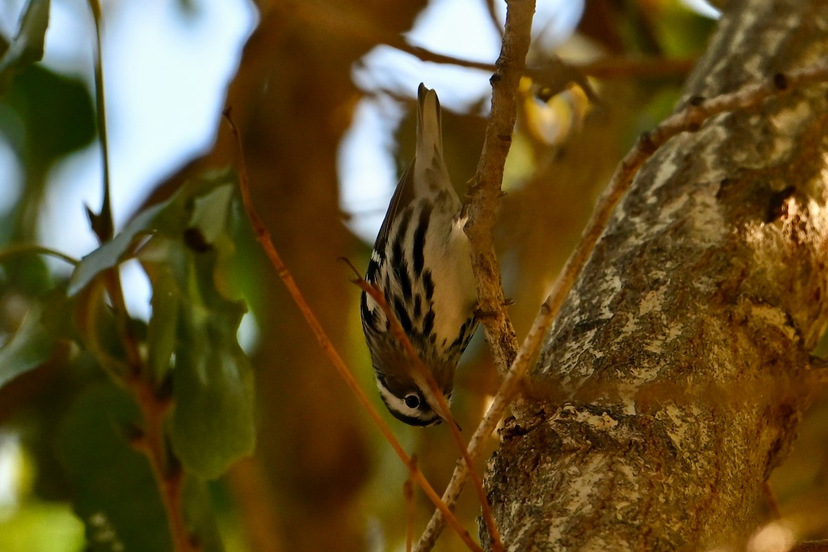 Black-and-white Warbler - ML646148595