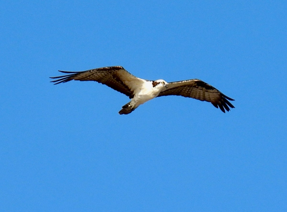Osprey - ML646148600