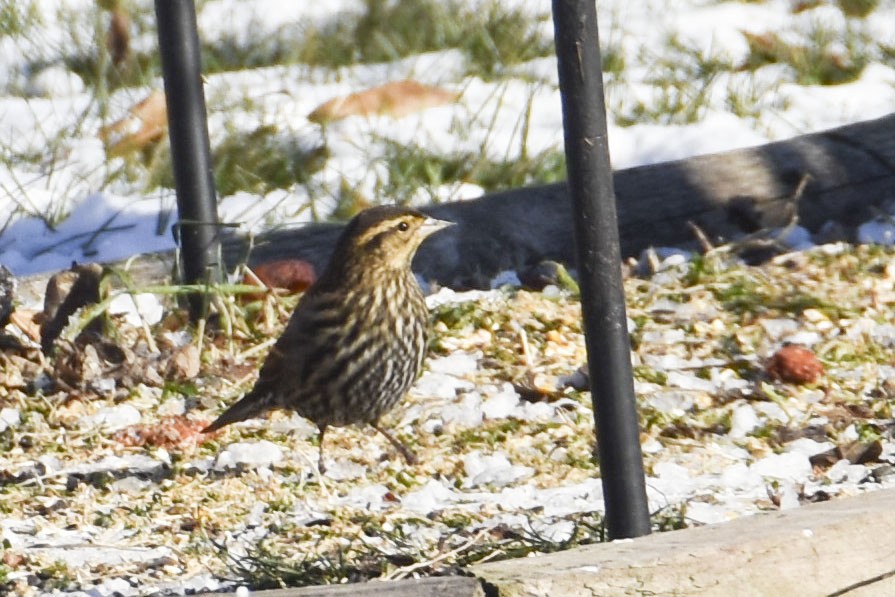 Red-winged Blackbird - ML646148601