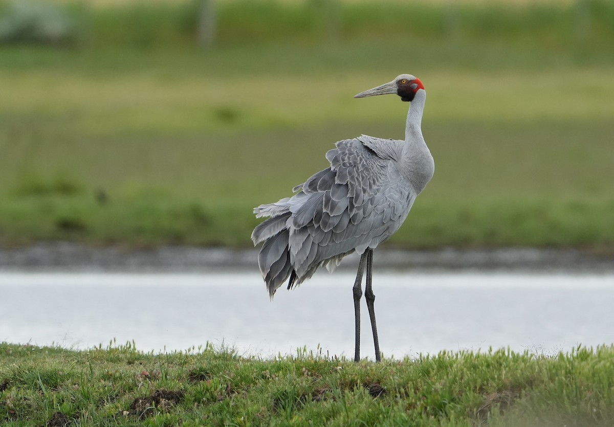 Brolga - ML646148606
