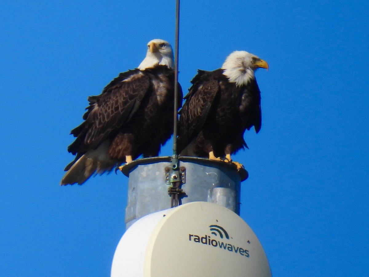 Bald Eagle - ML646148617