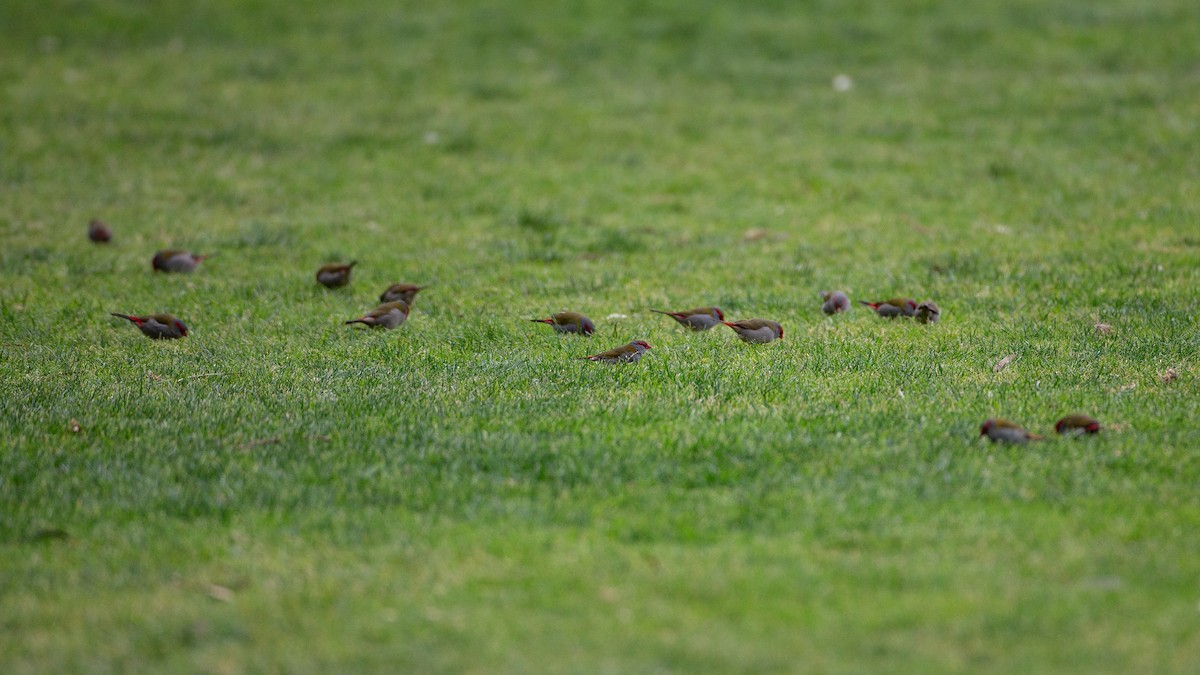 Al Kaşlı Belikınalı - ML646148625