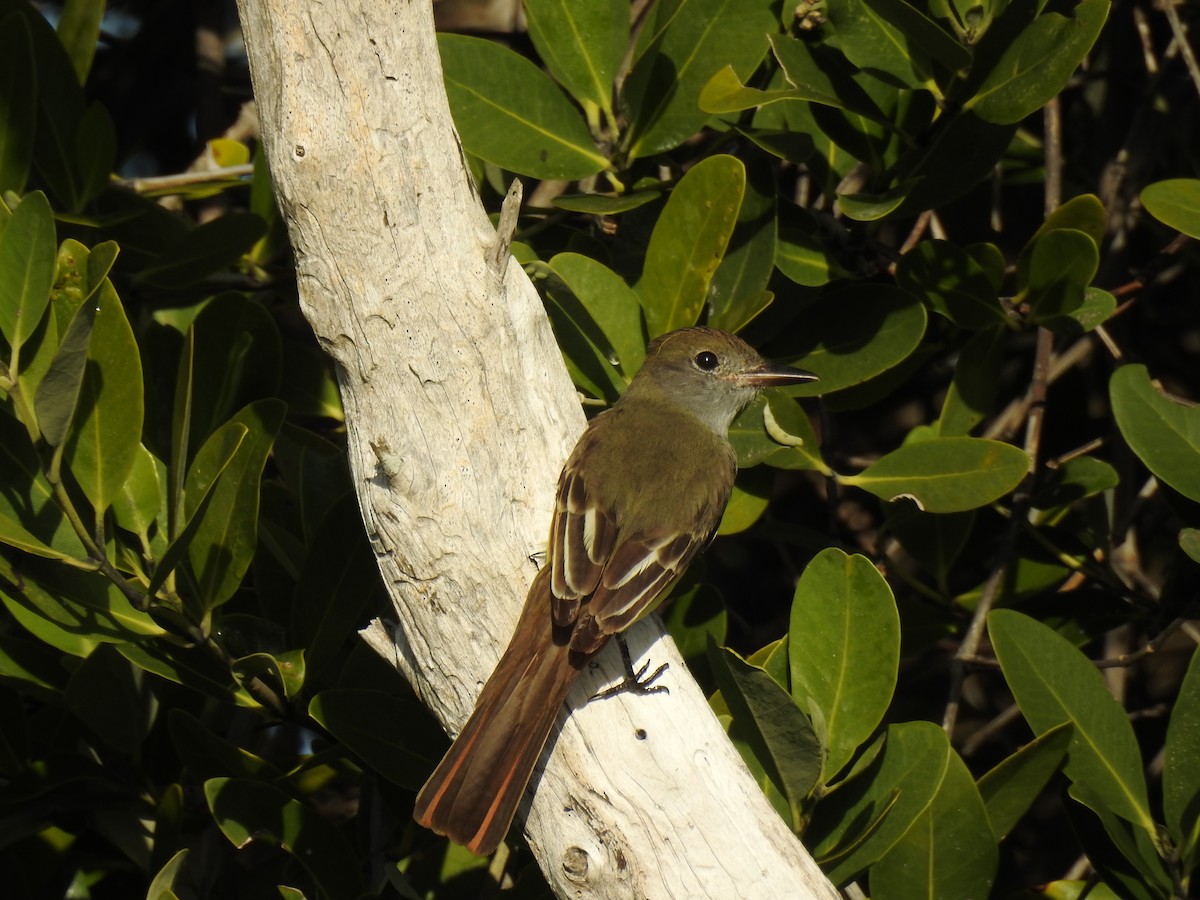 Sarı Karınlı Sinekkapan - ML646148631