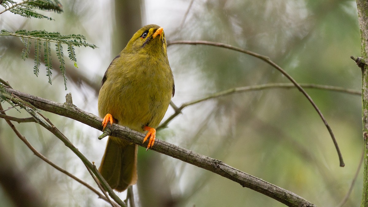 Glockenhonigfresser - ML646148632