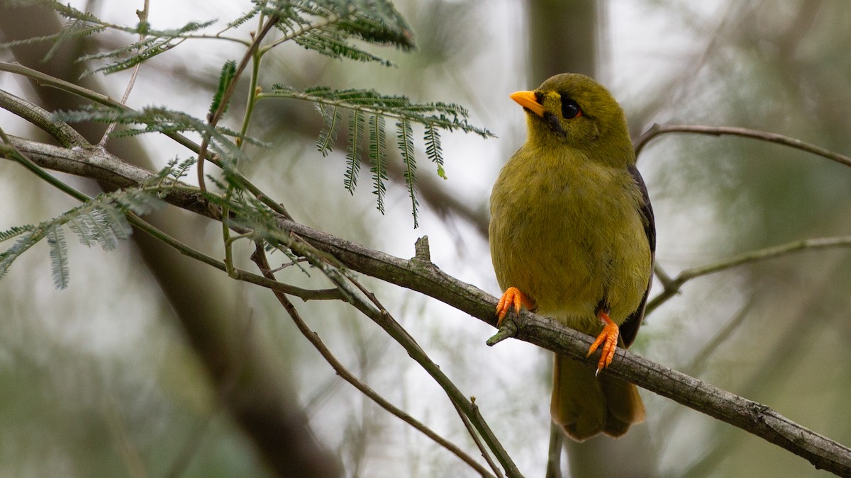 Glockenhonigfresser - ML646148633