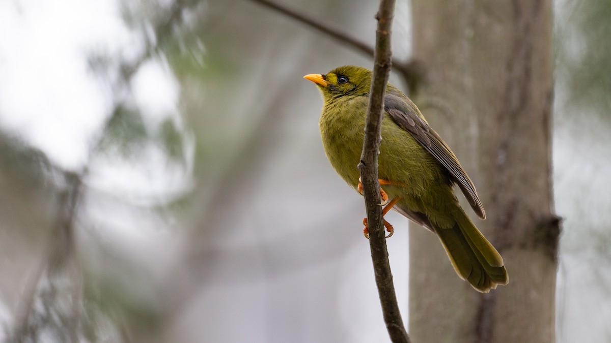 Glockenhonigfresser - ML646148634