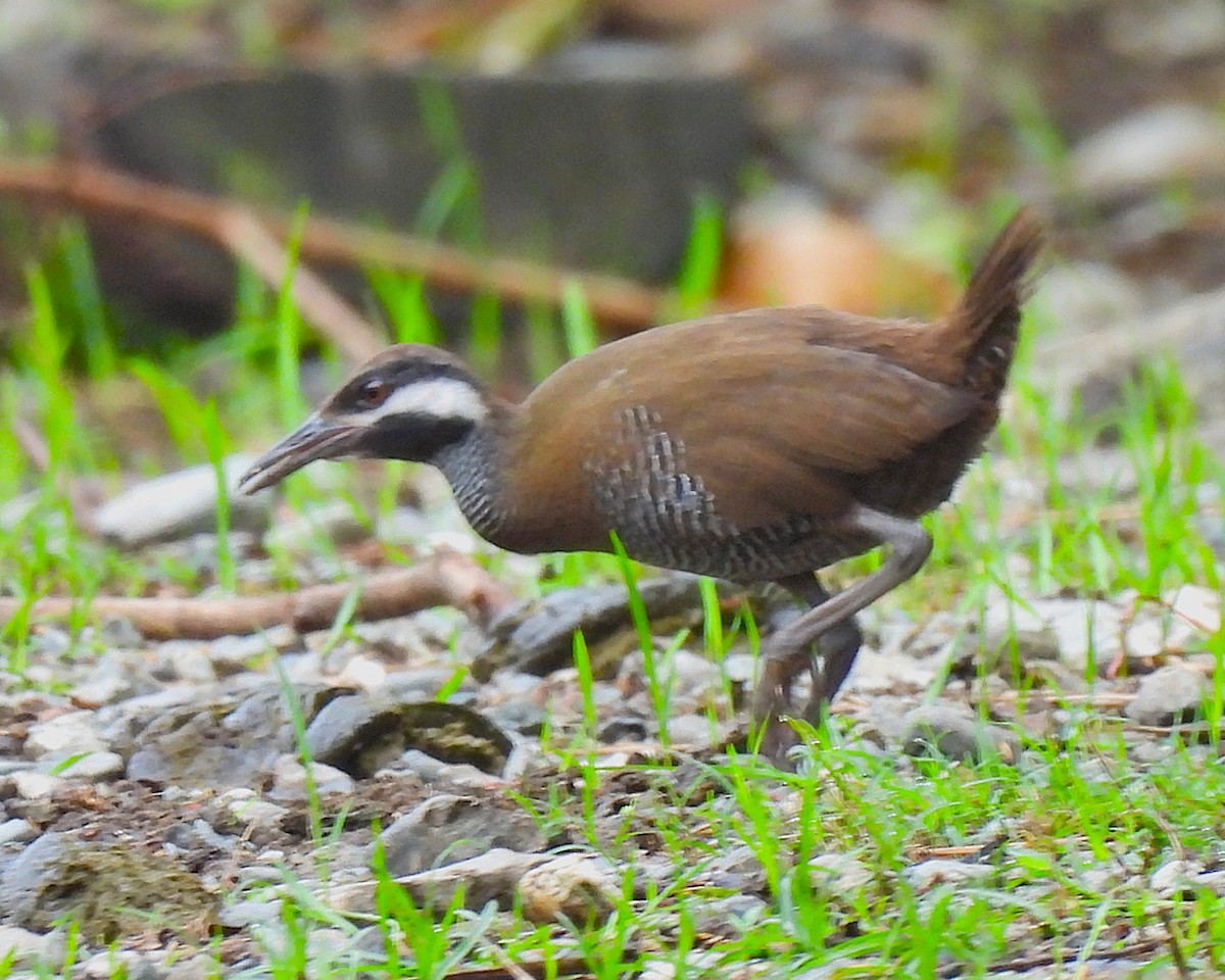 Barred Rail - ML646148637