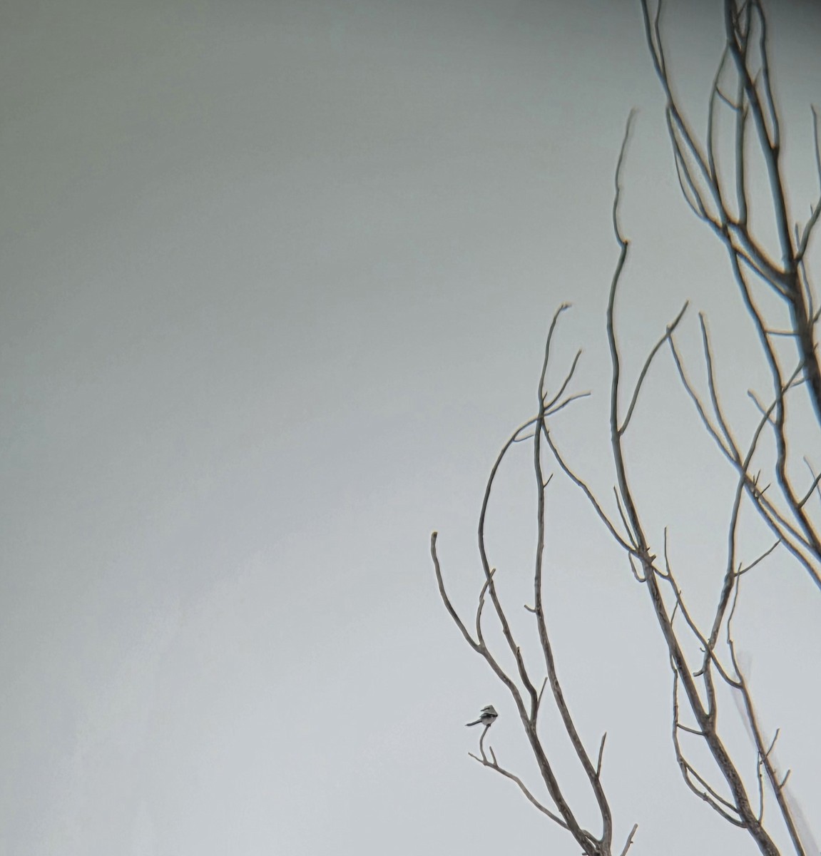 borealvarsler - ML646148638