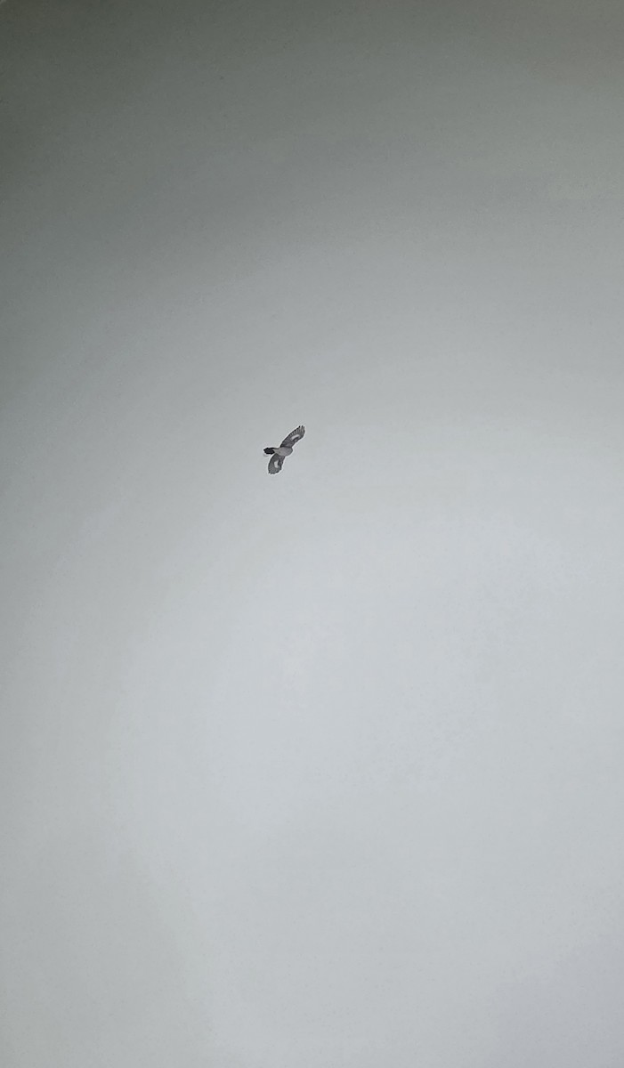 borealvarsler - ML646148639